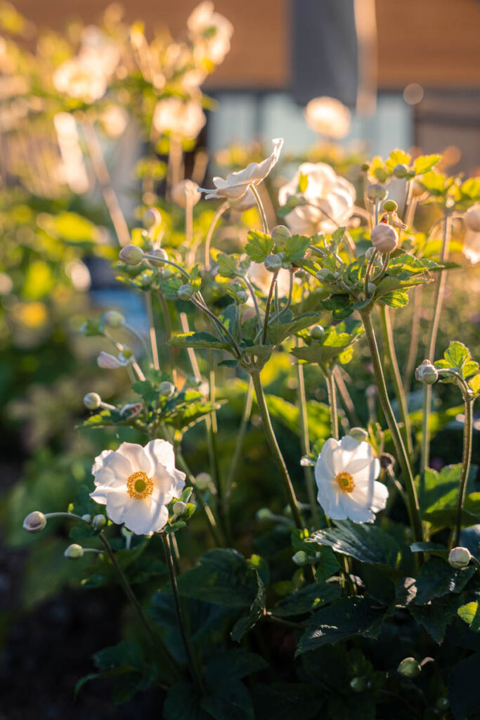 omesweethome-anemones+bourgeons-HD-1200px